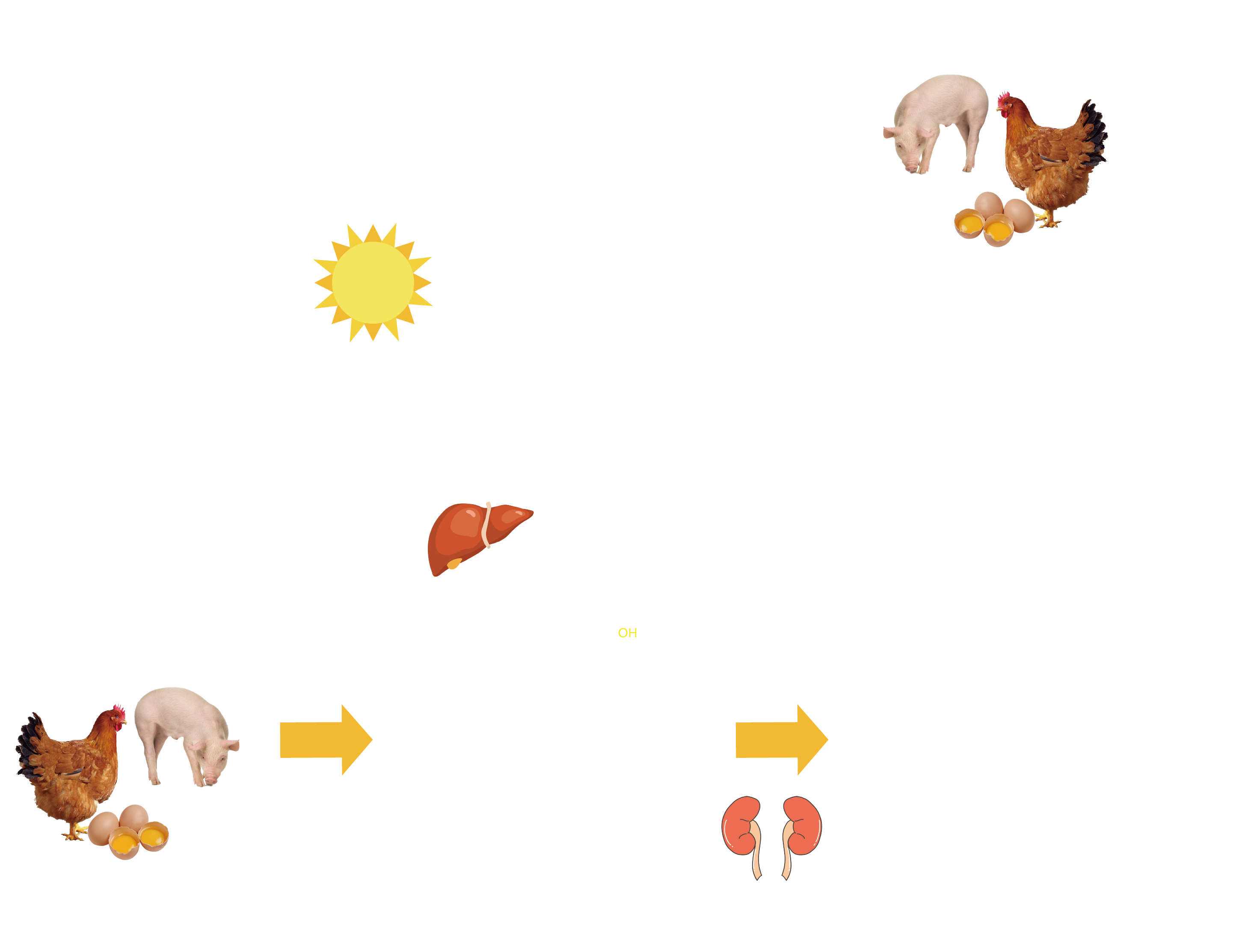 25-羟基维生素D₃机理作用