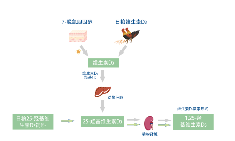 25-羟基维生素D3 6