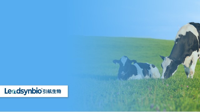 奶牛产后瘫痪怎么办？研究发现25-羟基维生素D₃对奶牛具有这些作用｜产品科普